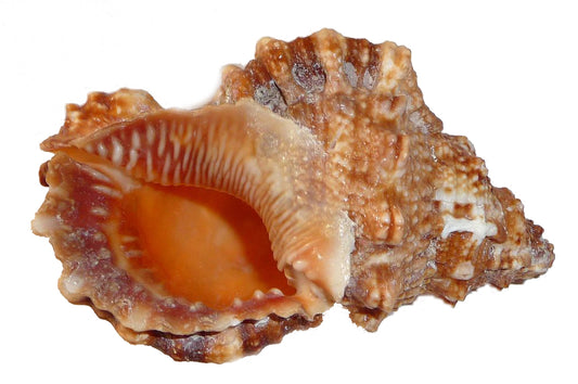 Ringed Frog Shells - Bursa Rubeta - 5 inches