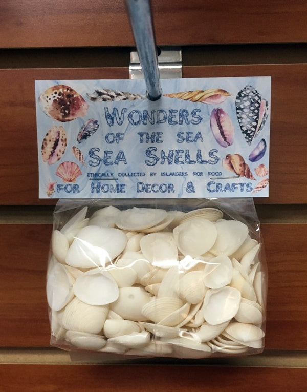 Wonders Of The Sea - White Cay Cay Shells - 1 inch