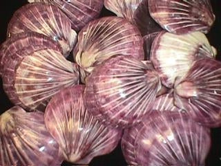 Coloured Polished Nobilis Scallop Halves - 2 5 - 3 inches