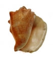 Milk Conch - Strombus Costatus - 3 - 4 inches
