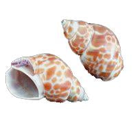 Babylonia Zeylandica Shell