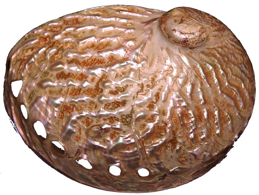 Polished Midae Abalone - Haliotis Midae - 5 - 6 inches