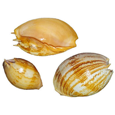 Melo Umbilicatus Shells - 10 - 11 inches - Melo-Umbelicatus