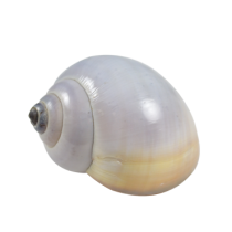 Grey Snail Hermit Crab Shells  - Pomacea PALUDOSA