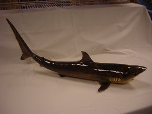 Whole Stuffed Shark - 30 - 35 inches