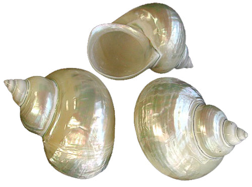 10 Large 3-4 Inch Clam Shells Long Island Decoupage Natural