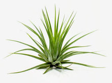 Load image into Gallery viewer, Ionantha Scaposa (Kobii) Tillandsia Air Plant
