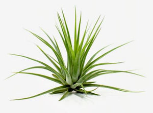 Ionantha Scaposa (Kobii) Tillandsia Air Plant