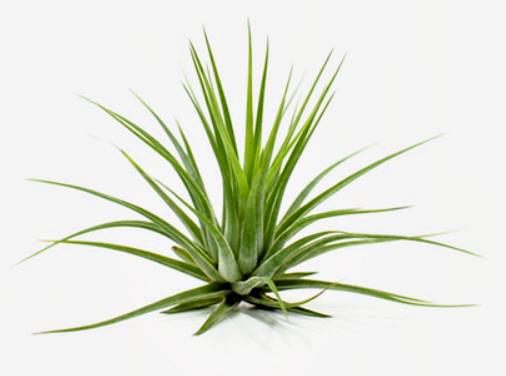 Ionantha Scaposa (Kobii) Tillandsia Air Plant