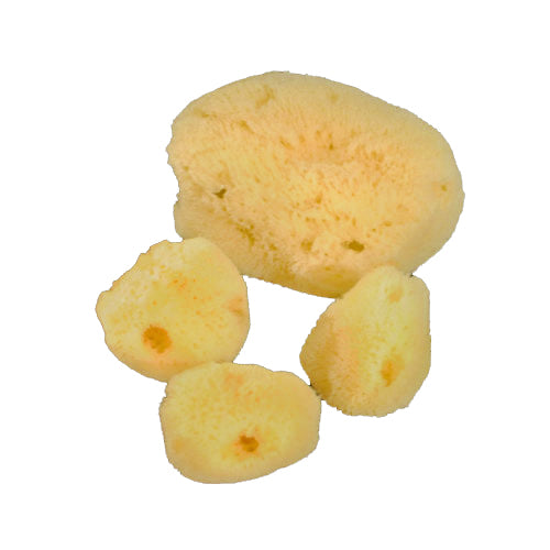 Natural Sea Sponges