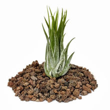 Load image into Gallery viewer, Ionantha Scaposa (Kobii) Tillandsia Air Plant
